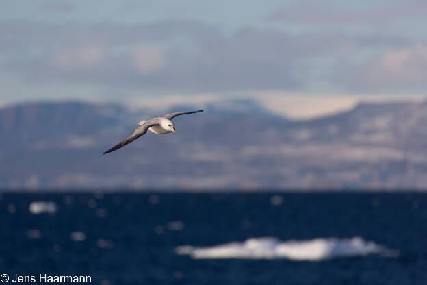 Eissturmvogel