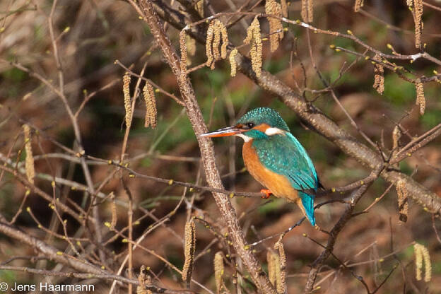 Eisvogel