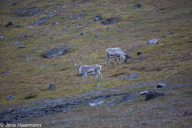 Svalbard 2015