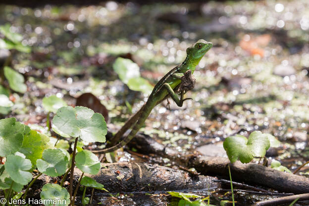 Stirnlappenbasilisk