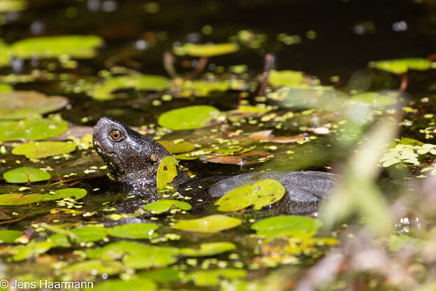 Europäische Sumpfschildkröte