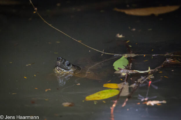 Bauchstreifen-Erdschildkröte