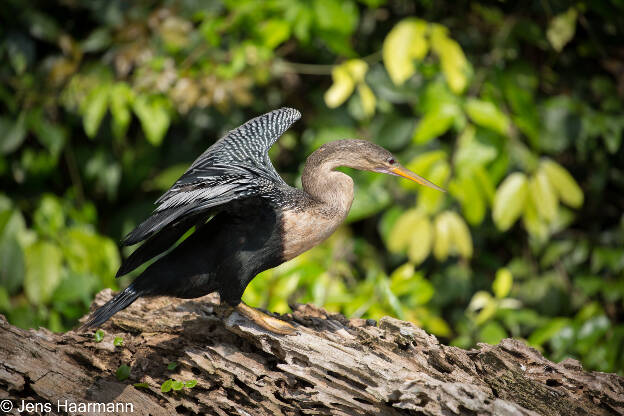 Amerikanischer Schlangenhalsvogel