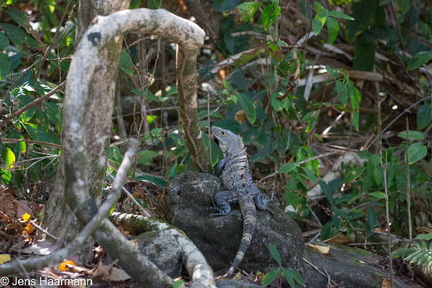 Gemeiner Schwarzleguan