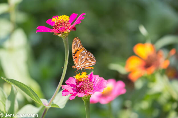 Schmetterling