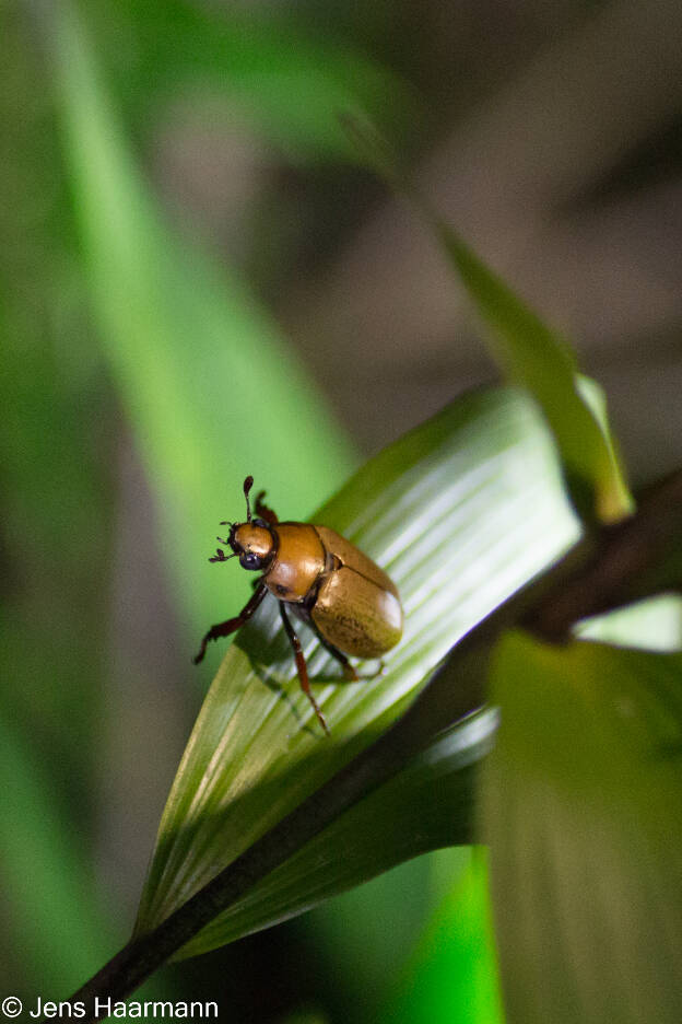 Käfer