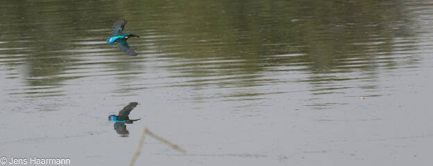 Eisvogel