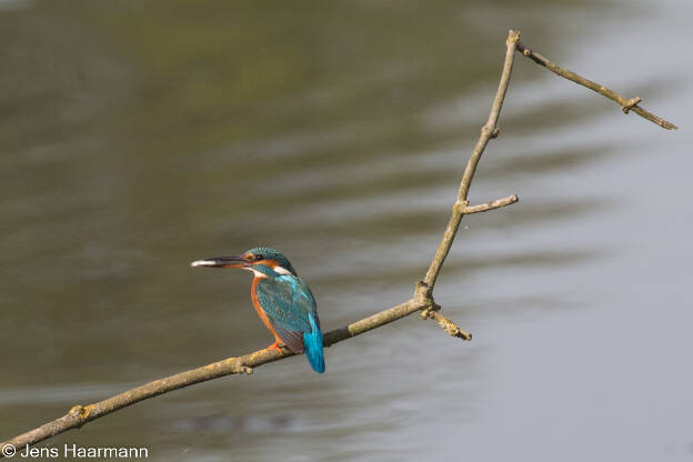 Eisvogel