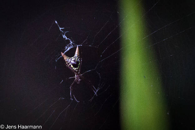 Spinne (Micrathena sexspinosa)