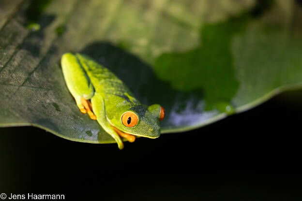 Rotaugenlaubfrosch