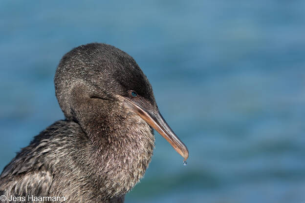 Flugunfähiger Kormoran