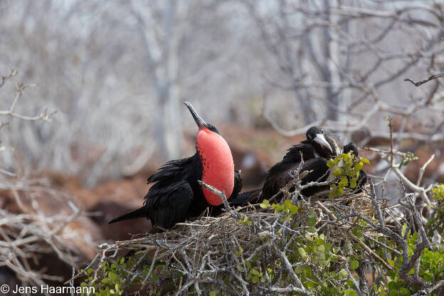 Prachtfregattvogel (Balzendes Männchen)