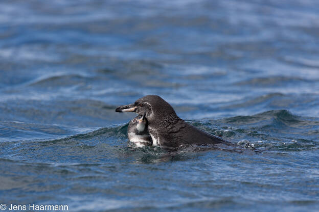 Galápagos-Pinguine