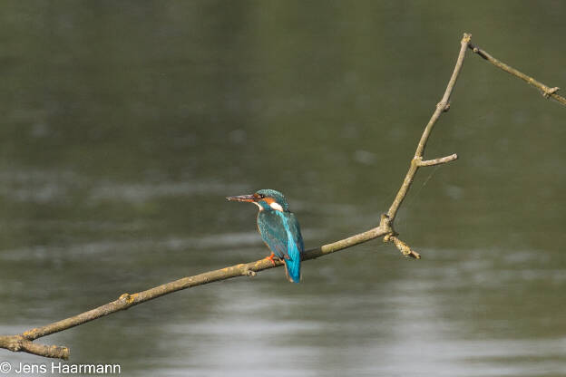 Eisvogel