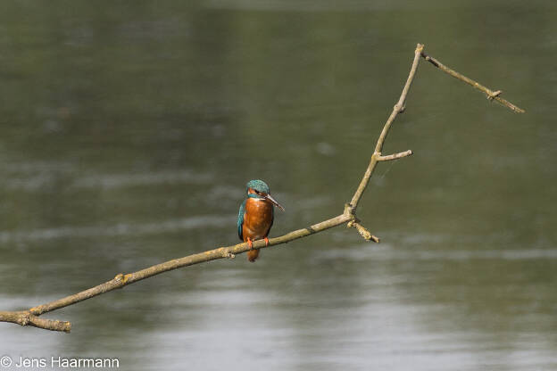 Eisvogel