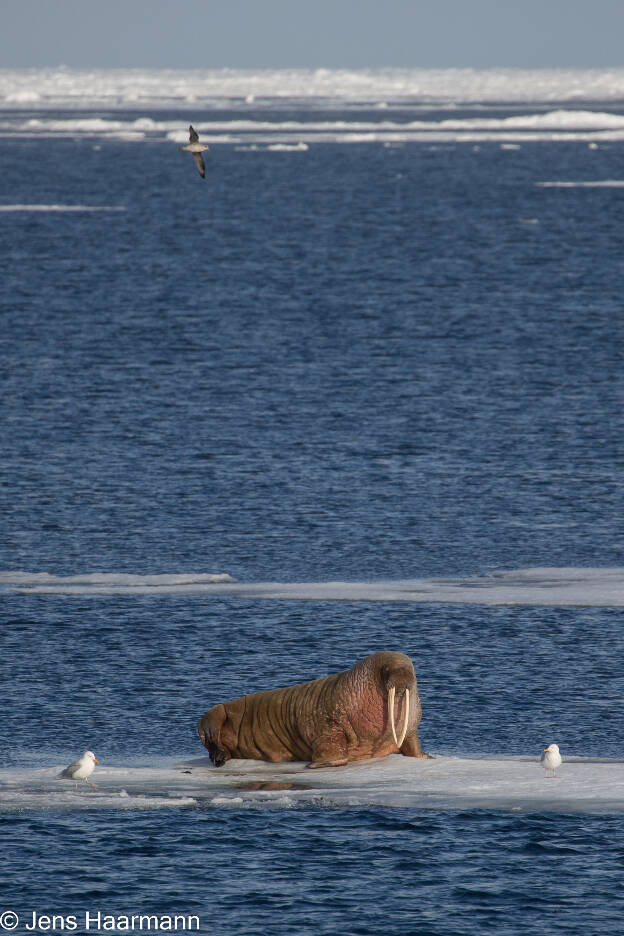 Walross nördlich von Spitzbergen