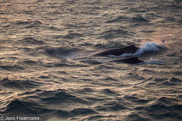 Buckelwale im Storfjorden