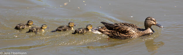 Stockente mit Küken