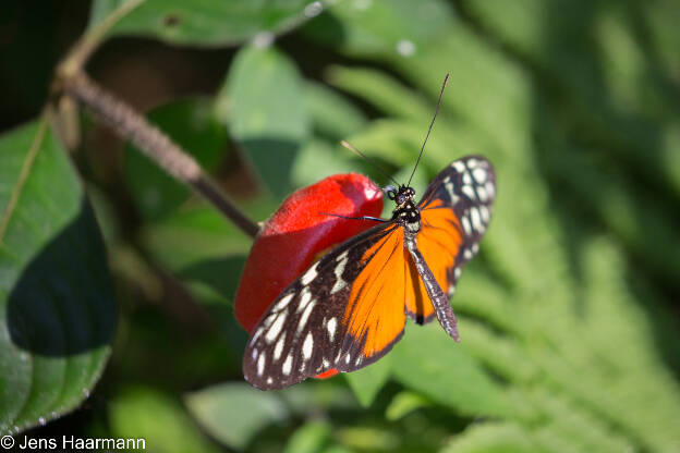 Tiger-Passionsblumenfalter auf Kussmund-Pflanze