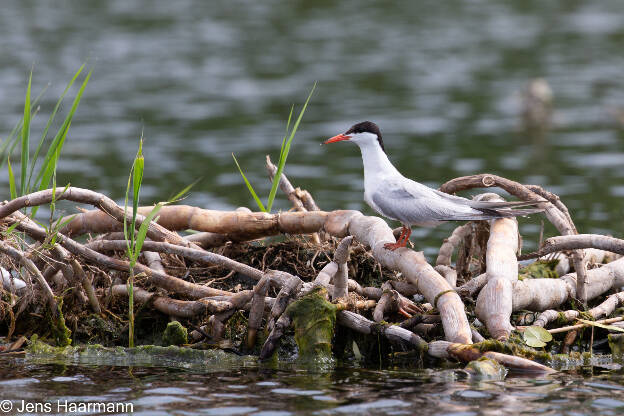 Flussseeschwalbe