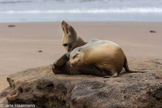 Galápagos-Seelöwen