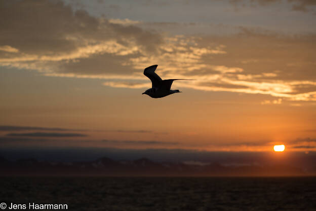 Dreizehenmöwe am Abendhimmel im Storfjorden