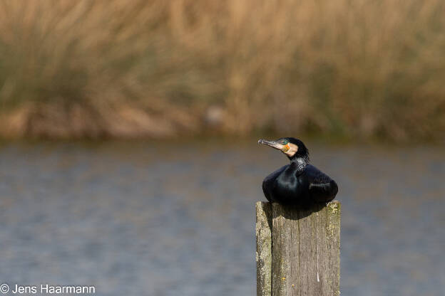 Kormoran