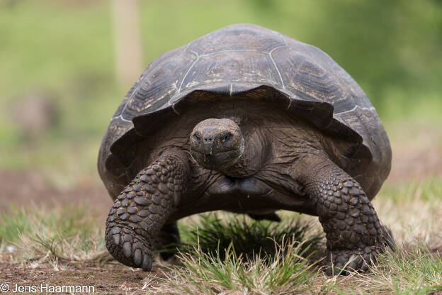 Galápagos-Riesenschildkröte