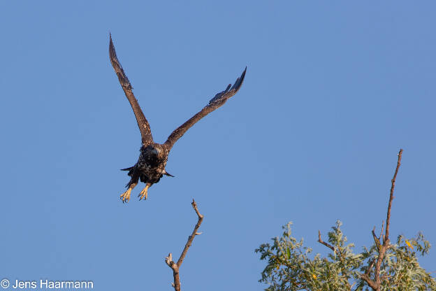 Seeadler