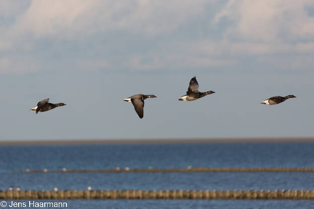 Ringelgänse über dem Wattenmeer