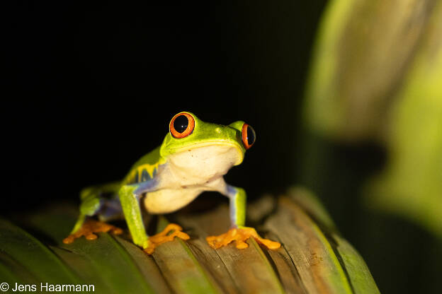 Rotaugenlaubfrosch