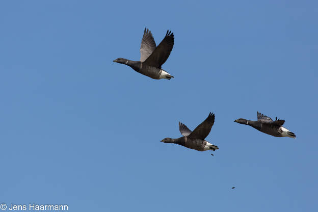 Ringelgänse im Flug