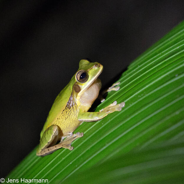 Masken-Laubfrosch