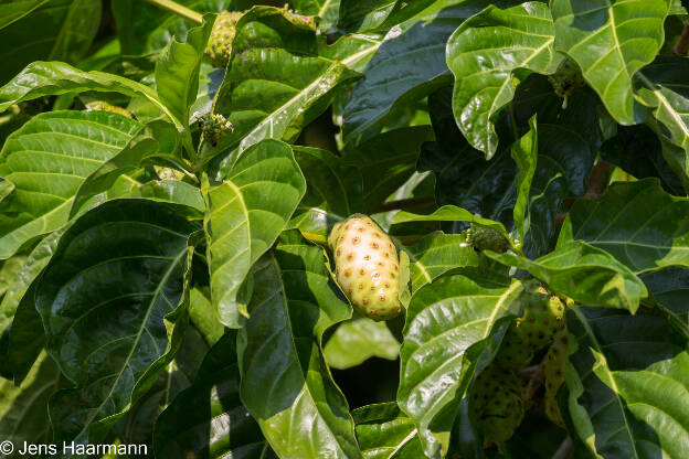 Stinkfrucht (Frucht des Nonibaums)