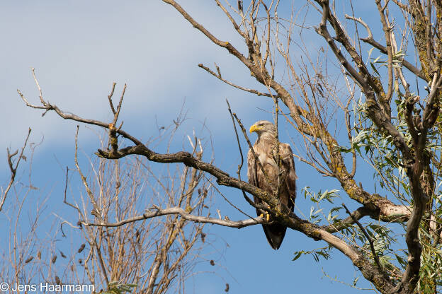 Seeadler