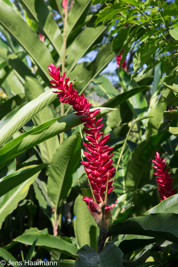 Ingwerblüte