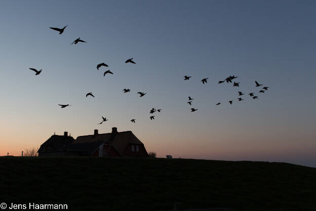 Sonnenuntergang mit Gans