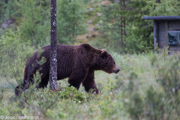 Braunbär vor Beobachtungshütte