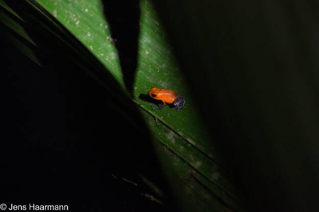 Erdbeerfröschchen (Blue Jeans Frog)