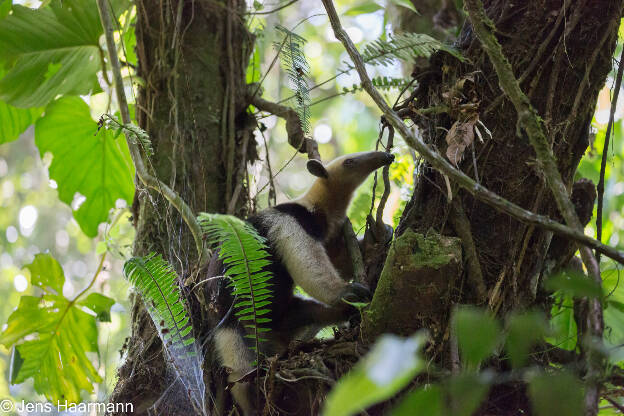 Ameisenbär (Nördlicher Tamandua)