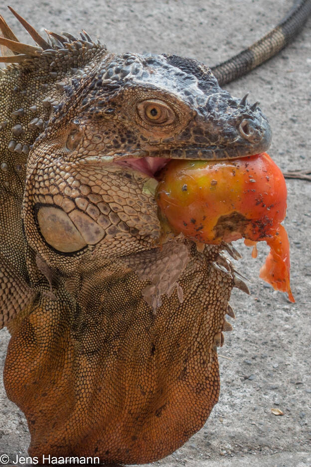 Grüner Leguan