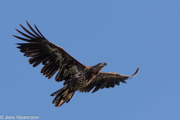 Seeadler