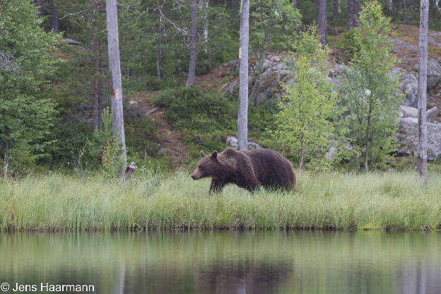 Braunbär