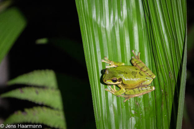 Masken-Laubfrosch