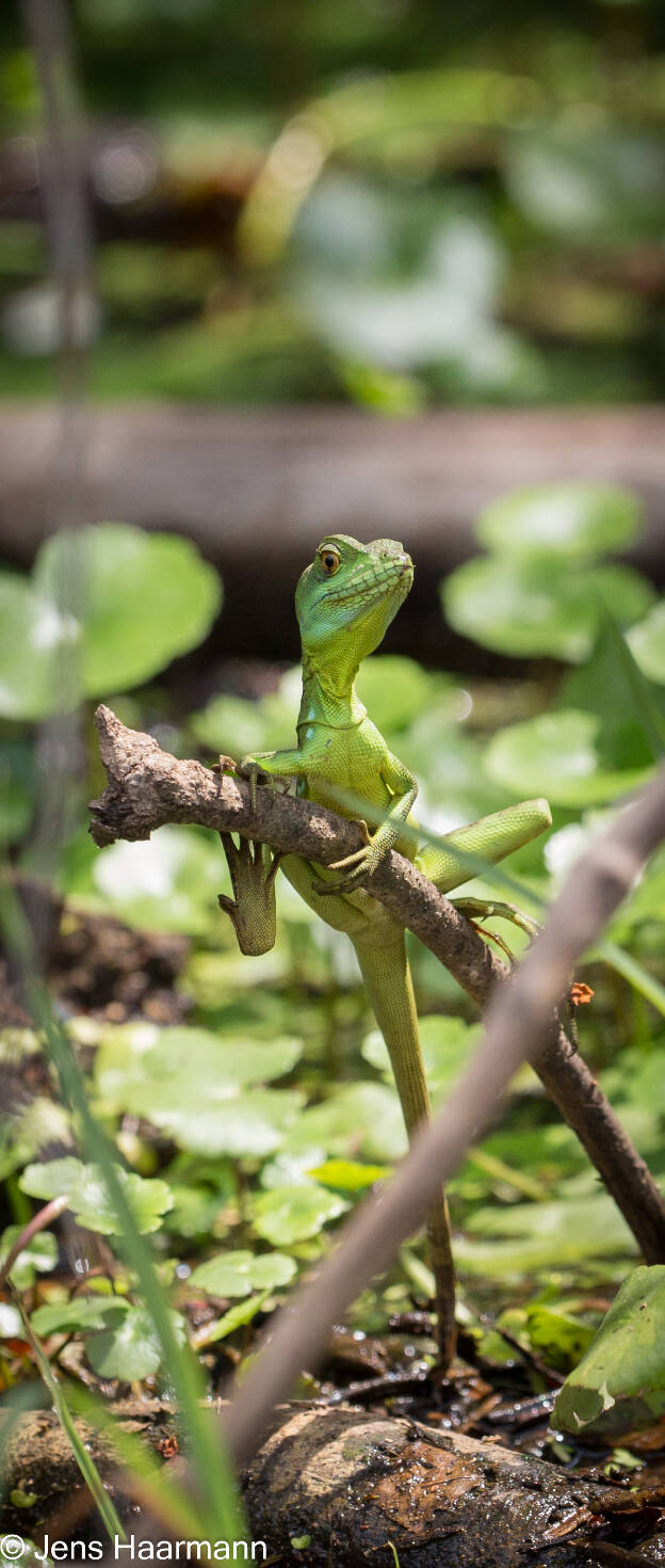 Stirnlappenbasilisk