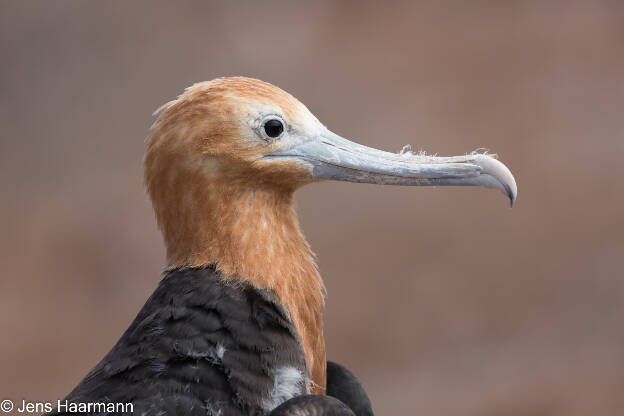 Junger Bindenfregattvogel