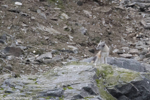 Polarfuchs am Alkefjellet