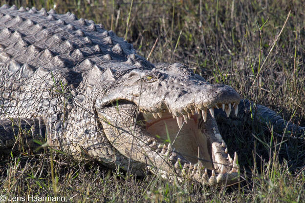 Krokodil