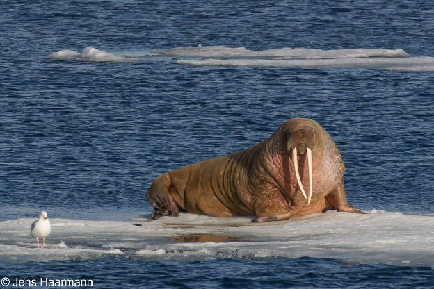 Walross nördlich von Spitzbergen