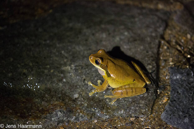 Masken-Laubfrosch